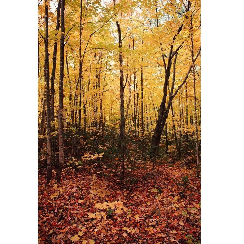 Savage (U.S.A) Autumn Forest (Sonbahar Ormanı) Printed Vinyl Backdrop
