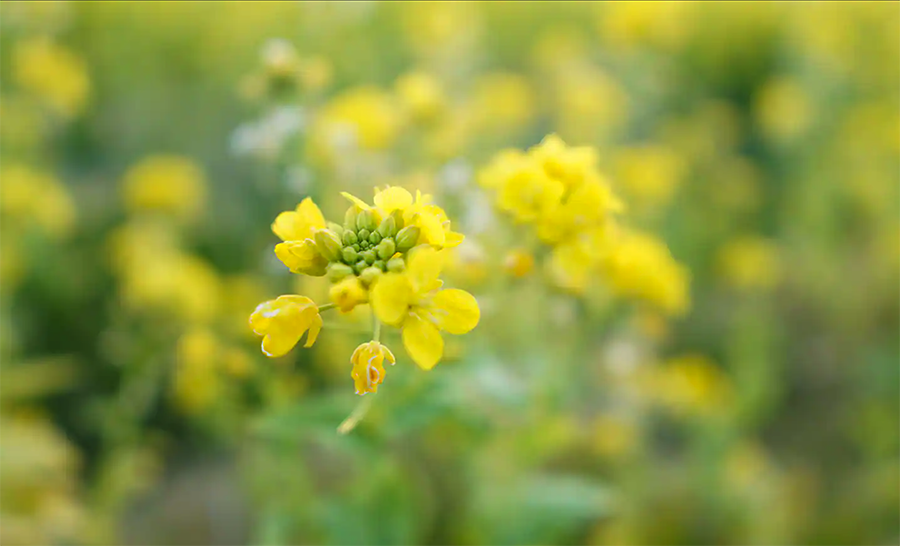 Sony 15mm f/1.4 G Lens